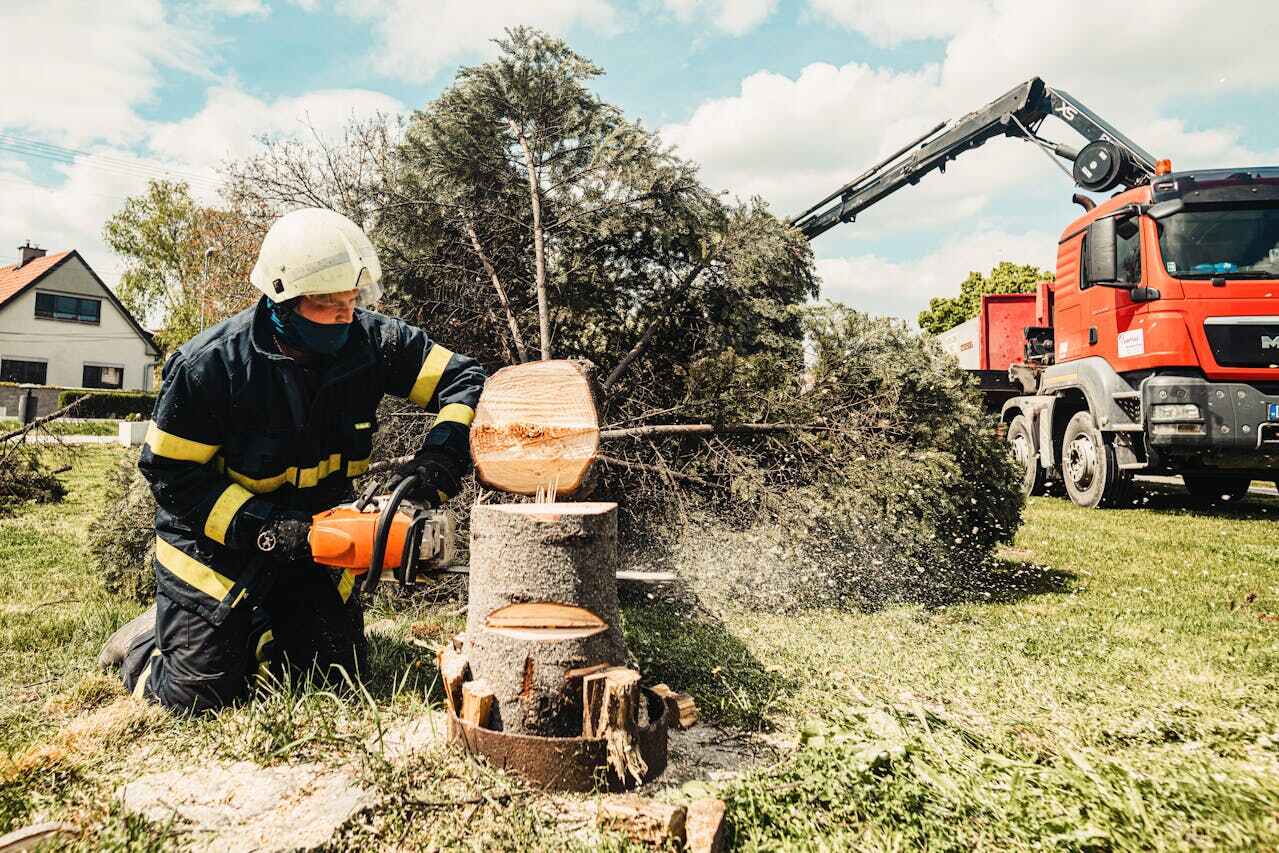  St Augusta, MN TreeGuard Tree Service Pros